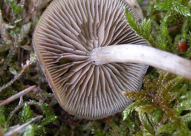 Alcune specie di fine primavera